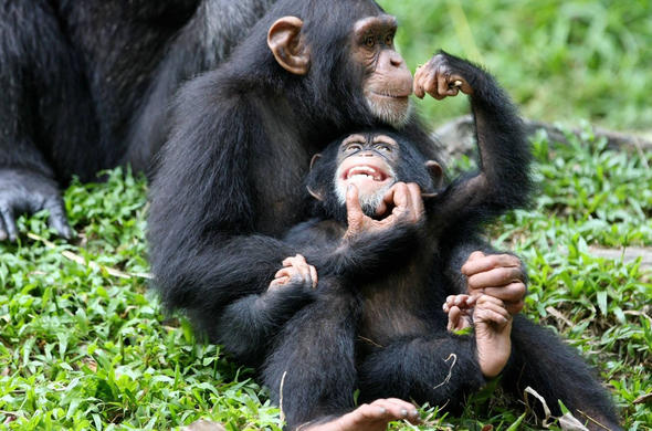 chimpanzee trekking safari