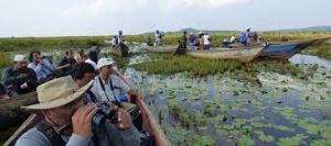 birds of Mabamba swamp