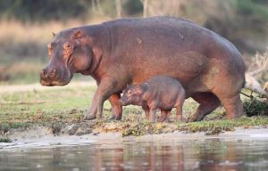 hippo tracking safari